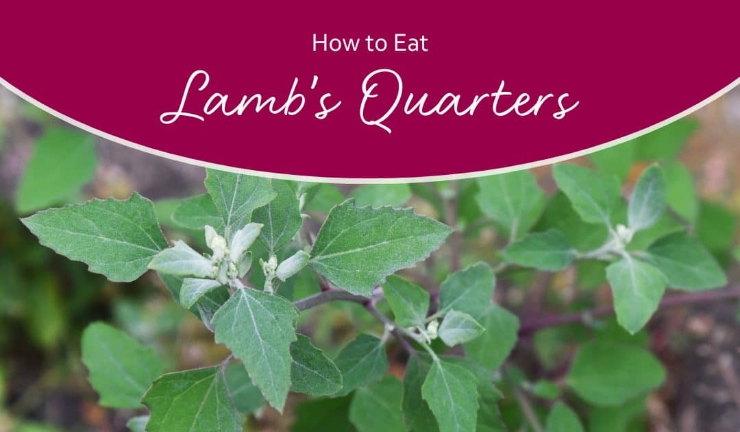 how to eat lamb's quarters