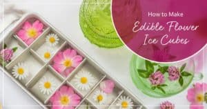 edible flower ice cubes