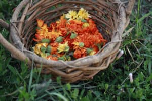 calendula harvest