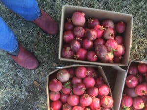 pomegranate harvest