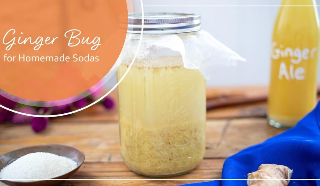 Ginger Bug Recipe: Starter for Homemade Sodas
