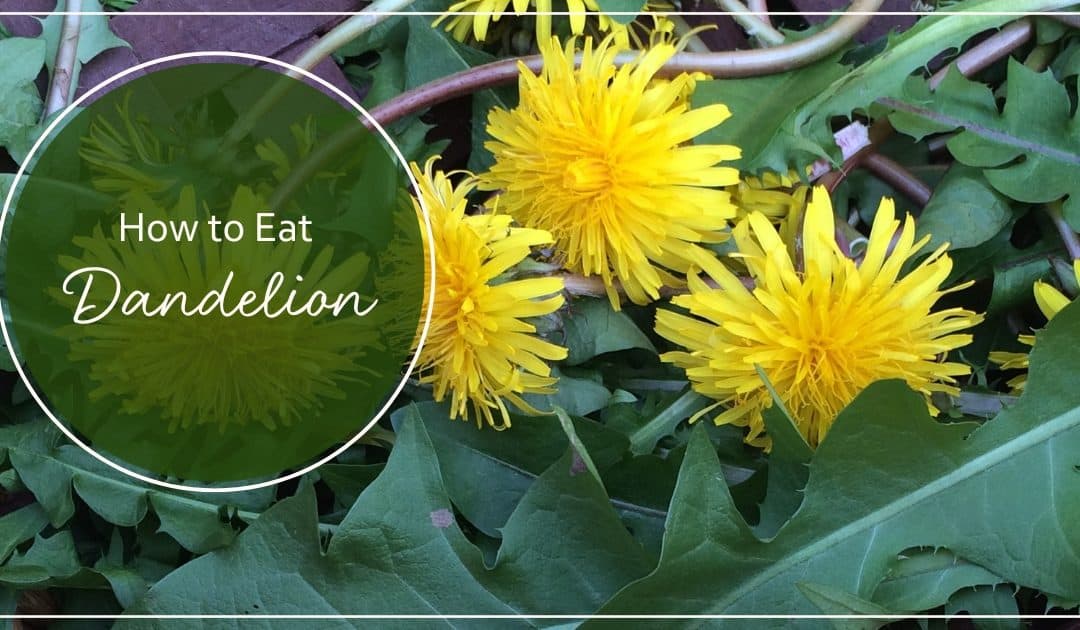 How to Eat Dandelion 3 Ways