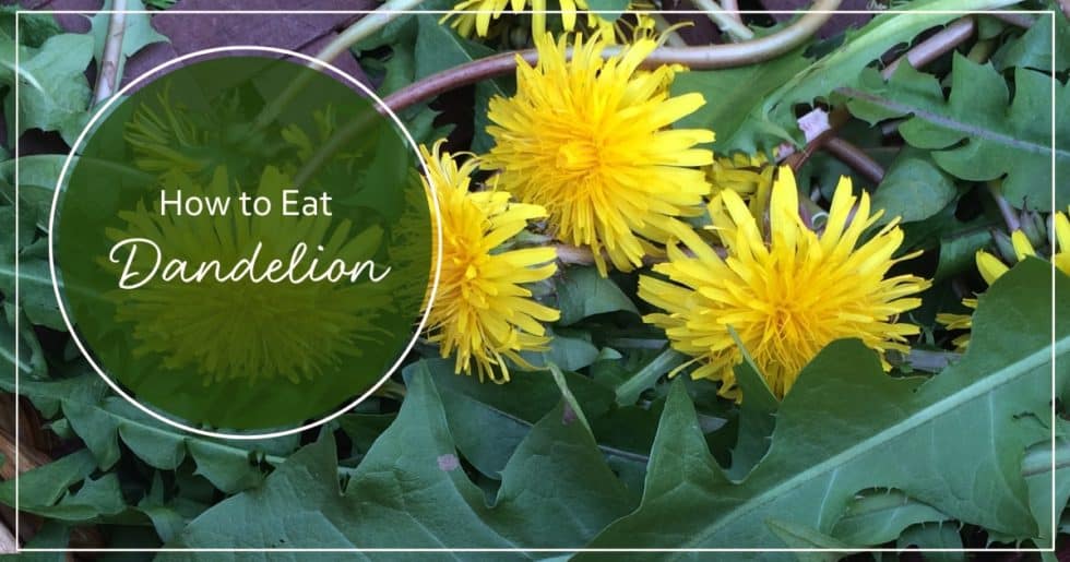 How to Eat Dandelion 3 Ways Kami McBride