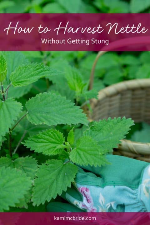 How To Harvest Nettle Without Getting Stung Kami Mcbride 9795