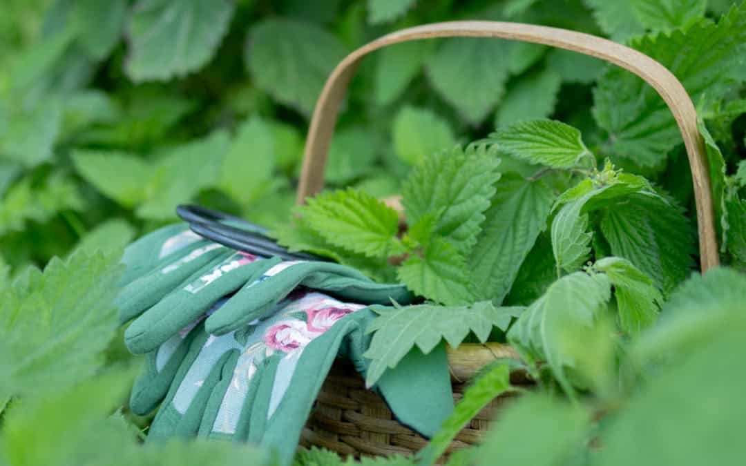 how to harvest nettle without getting stung