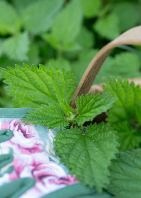 How To Harvest Nettle Without Getting Stung Kami Mcbride 4171