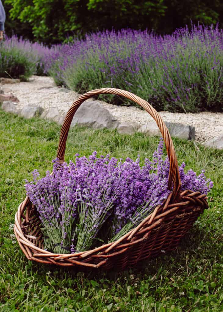 lavender